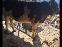 ثور, Red Estonian cattle — الصورة 5