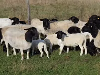 भेड़ें (लॉट, लिंग निर्दिष्ट नहीं), Dorper sheep — फ़ोटो 1