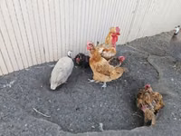 Danish hen — photo 2