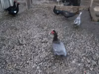 pato criollo doméstico — foto 1