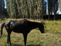 Horse (M), Russian warmblood — photo 5