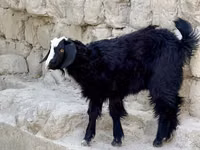 Cabra, Cabras — foto 4