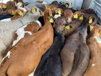 मवेशी (लॉट, लिंग निर्दिष्ट नहीं), मवेशी — फ़ोटो 1