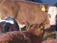 मवेशी (लॉट, लिंग निर्दिष्ट नहीं), Simmental cattle — फ़ोटो 2