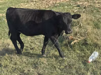 母牛, Cast cow — 照片 2