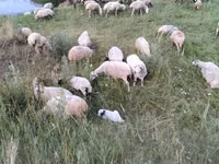 Sheep, Balbas sheep — photo 6