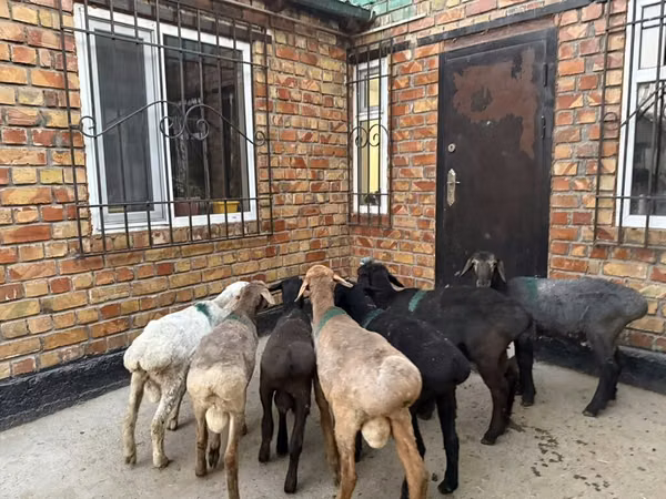 Oveja, Rhon sheep
