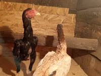 Chickens — photo 1
