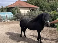 حصان, Welsh Cob — الصورة 1