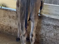 Bull, Alatau breed — photo 4
