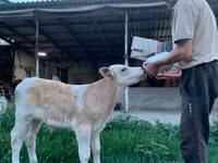 सांड, मोंबेलियार्ड — फ़ोटो 1