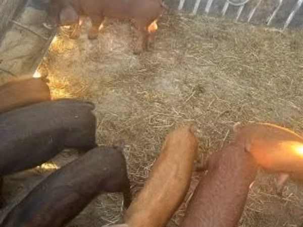 Хряк, Мангалица