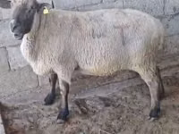 Widder, Hampshire sheep — Foto 2