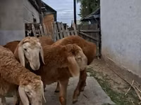 Carnero, Arashan sheep — foto 8
