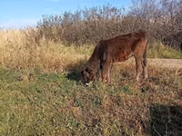 Kuh, Alatau-Rasse — Foto 6