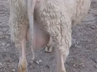 Widder, Bessarabian sheep — Foto 2