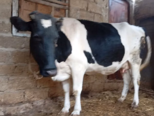 母牛, Russian Black pied cattle