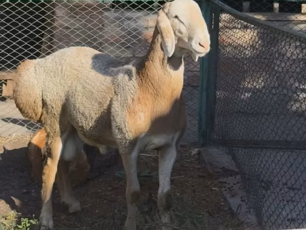 كبش, Arashan sheep