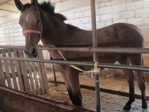 Mare, Thoroughbred horse