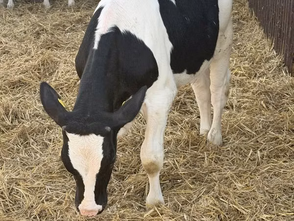 Toro, Russian Black pied cattle