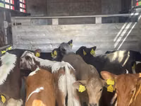 Toro, Ganado vacuno — foto 2