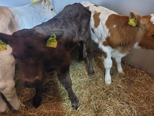 Rinder (Partie, Geschlecht nicht angegeben), Simmental cattle