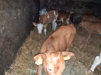 Bull, Cattle — photo 2