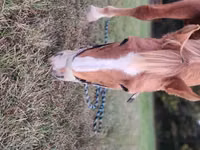 Horse (M), Palomino — photo 2