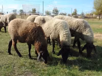 Sheep, Tsigai sheep — photo 1