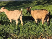 Goat, Alpine goat — photo 4