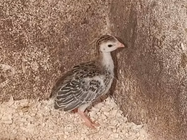 Guinea fowl