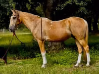 Caballo, Quarter Horse — foto 2