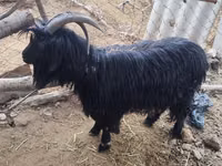 Ziege, Dagestan coarsewool goat — Foto 1