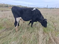 सांड, Russian Black pied cattle — फ़ोटो 1
