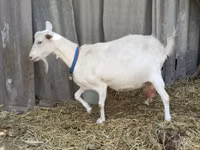 Ziegenbock, Saanen goat — Foto 8