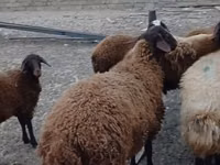 मेढ़ा, Karakul sheep — फ़ोटो 3