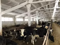 بقرة, Yaroslavl cattle — الصورة 6