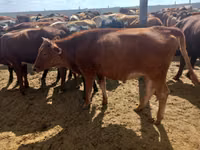 Cow, Red Steppe Cow — photo 2