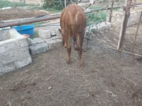 गाय, Simmental cattle — फ़ोटो 7