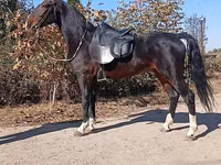 Horse (M), French Trotter — photo 2