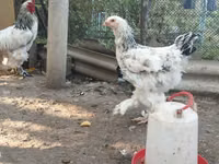Brahma — Foto 4