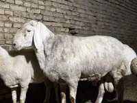 Widder, Afghan Arabi sheep — Foto 3