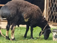 Widder, Blackheaded Persian sheep — Foto 4