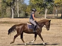 Stute, Hungarian horse breed — Foto 1