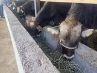 Toro, Ganado vacuno — foto 4