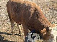 Bulle, Swiss cattle — Foto 3