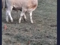 Bovinos (lote, sexo no especificado), Blonde d’Aquitane cattle — foto 2