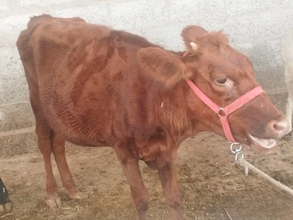 Vaca, Red Estonian cattle
