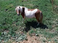 घोड़ी, Australian Pony — फ़ोटो 4