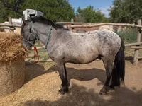 घोड़ा, Appaloosa — फ़ोटो 2